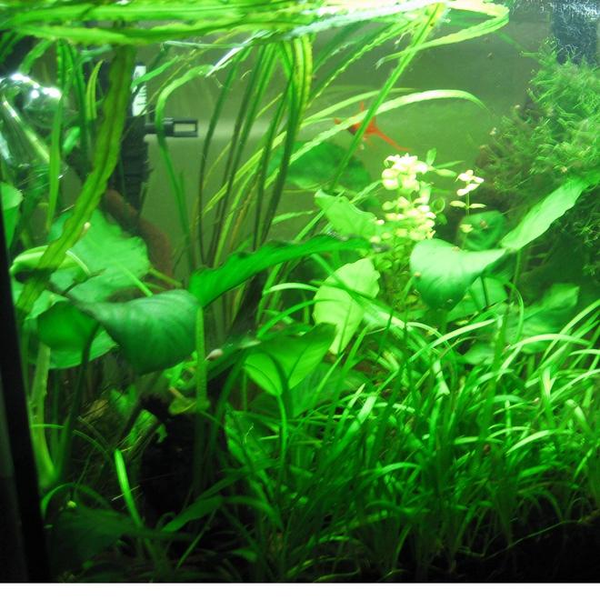 20 gallons planted tank (mostly live plants and fish) - This is my third planted tank.  The tank is a 20 gallon tall.  I am using a Coralife 65 watt 6700k light.  I have a Fluval 301 canister filter.  I am supplying pressurized C02 via a setup sold by GreenLeafAquariums, and diffusing it through an AGA ceramic and glass diffuser.  Occupants are some plattys, a lyretail, and a few otocinclus catfish.  Previous fish I have kept are a trio of Kribensis dwarf Cichlids, and chain loaches.
