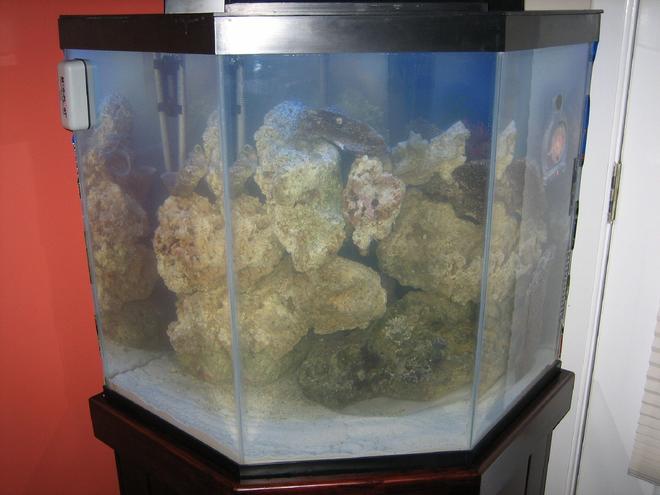 60 gallons saltwater fish tank (mostly fish, little/no live coral) - This is my 44 gal corner fish tank. It has been set up for just over a week. I added 40lbs of live rock yesterday. I am going to wait for at least 2 more weeks before I add any fish. I still have not decided if I want to get a skimmer or not.