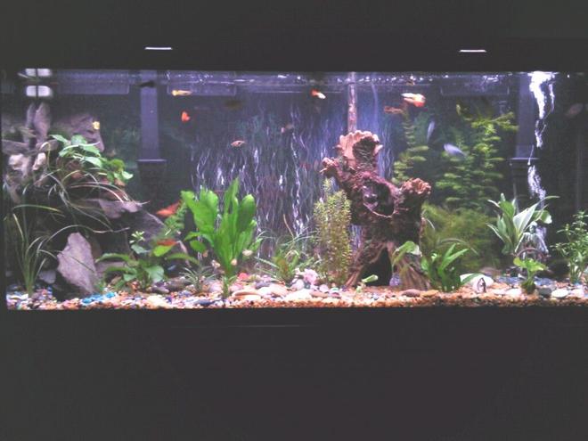 75 gallons planted tank (mostly live plants and fish) - All live plants, also all the rock is natural river slate fish  -- guppys goldnugget placo neons tetras african butterfly fish two large golden snails the tank is a 75 gallon marineland with two marinland 400 filters ocean sun light bulbs . its slowly getting there the tank has been going for three months want to get a co2 system ive heard they help the plants alot !