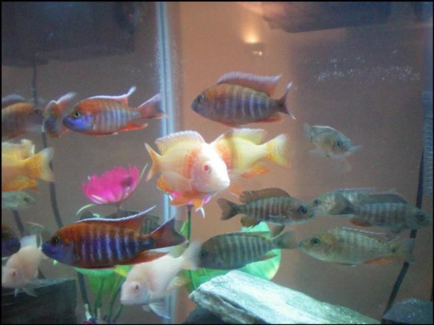 Rated #56: Freshwater Fish - Aulonocara Hansbaenschi - Red Peacock Cichlid Stocking In 29 Gallons Tank - Cichlids, Adjusting to their new tank.