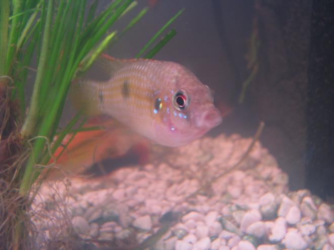 freshwater fish - anomalochromis thomasi - african butterfly cichlid stocking in 25 gallons tank - My African Butterfly Cichlid (Male)