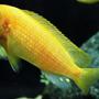 freshwater fish - pseudotropheus estherae - red zebra cichlid stocking in 55 gallons tank - Red Zebra - Metriaclima estherae