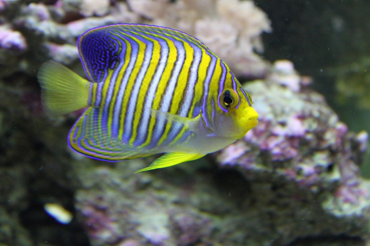 saltwater fish - pygoplites diacanthus - regal angelfish stocking in 90 gallons tank - regal angelfish