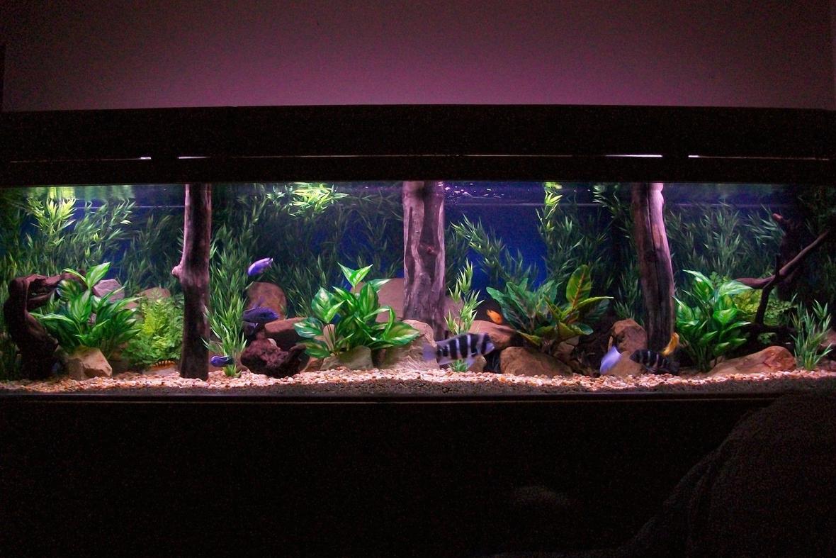 350 gallons freshwater fish tank (mostly fish and non-living decorations) - 350 gal