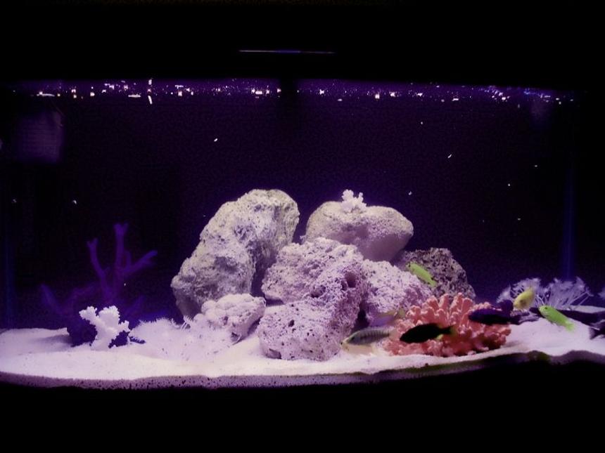 Rated #191: 50 Gallons Freshwater Fish Tank - A first attempt at Malawi cichlids with a dozen fish added today.The tank is an Aquaone 980 with a 950lph powerhead,300w heater.Lighting is a 10k natural bulb,an 8k UV bulb and a 15k blue attinic bulb adding a very attractive moonlit setting.The substrate is bottomed with coral sand,a layer of natural sand and topped with more coral sand.Tuffa rock placed to create nice wee hideouts and a few pieces of artificial coral and a couple of used white coral.An instant fan of these beautiful fish and love their marine like colouration.