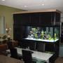 350 gallons saltwater fish tank (mostly fish, little/no live coral) - 350 Gallon Tank, divides our Dining Room from Our Living Room.... I couldn''''''''t live without it