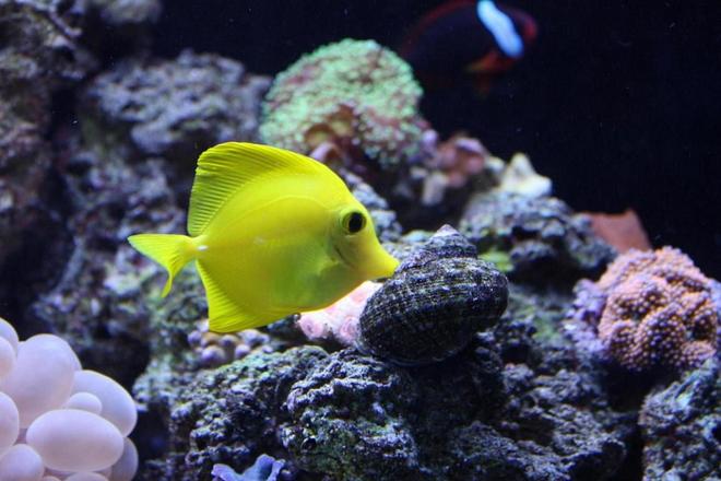 saltwater fish - zebrasoma flavescens - yellow tang - hawaii stocking in 65 gallons tank - YELLOW HAWAIIAN TANG "SUNNY"
