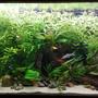 75 gallons planted tank (mostly live plants and fish) - Aquatic valium.