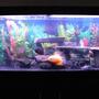 55 gallons freshwater fish tank (mostly fish and non-living decorations) - 55 Gallon Freshwater Tank
