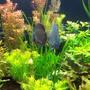 65 gallons planted tank (mostly live plants and fish) - Pearling plants