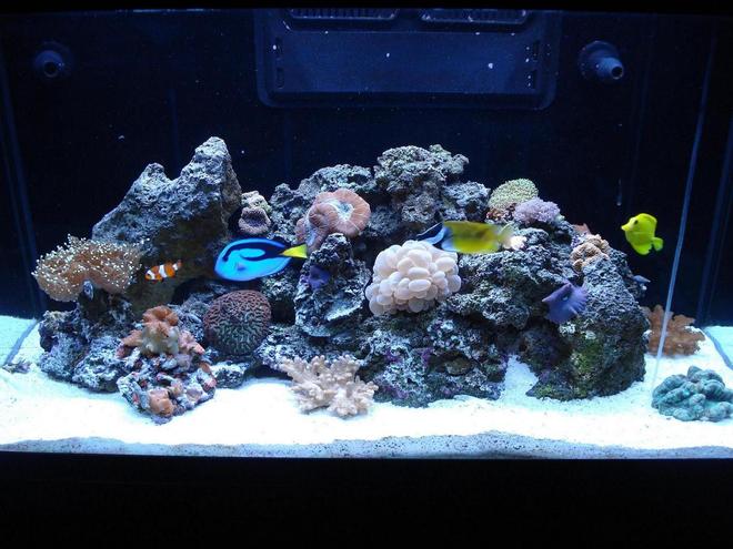 65 gallons reef tank (mostly live coral and fish) - LOULOU'S REEF TANK 1