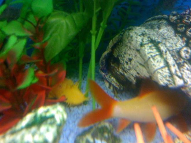 freshwater fish - epalzeorhynchos frenatus - albino rainbow shark stocking in 22 gallons tank - Here is a picture of one of my very shy Albino Bristlenose Plecs! Currently in a 24" x 12" x 18" Freshwater tank that I have owned for just over a year now. Standard Daylight lighting on a timer which switches over to moonlight LED blue lights at the night time. Standard Fluval filtration pump and air bubbles.

Currently home to:
1 Albino Red Finned Shark
2 Albino Bristlenose Plecs
1 Ghost Shrimp
3 Glassfish
1 Dwarf Puffer
1 Zebra Danio
4 Black Neon Tetras
1 Head and Taillight
1 Bolivian ram