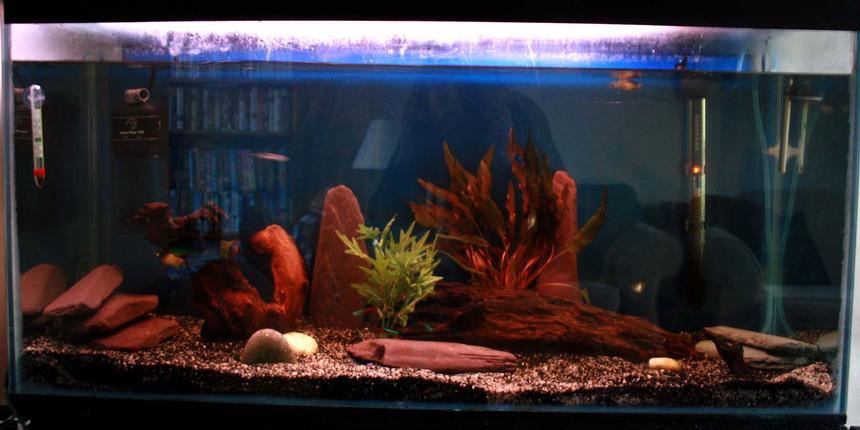 Rated #256: 33 Gallons Freshwater Fish Tank - Rob's 125 litre tank