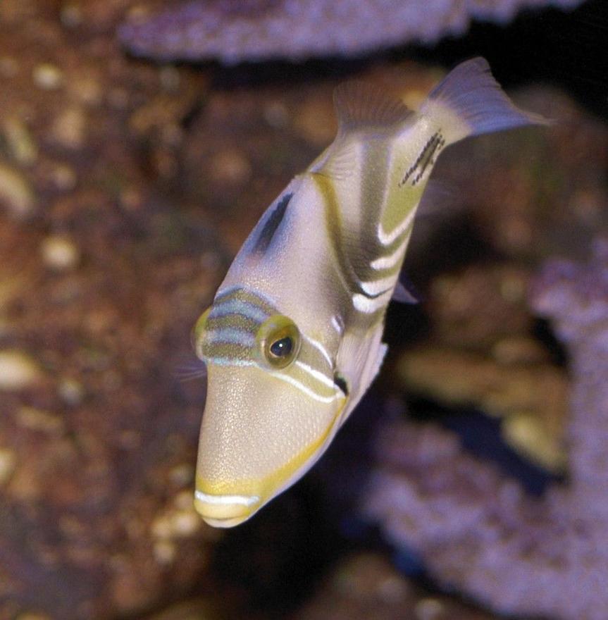 Rated #13: Saltwater Fish - Rhinecanthus Aculeatus - Humu Picasso Triggerfish Stocking In 150 Gallons Tank - Picasso Trigger