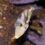 saltwater fish - rhinecanthus aculeatus - humu picasso triggerfish stocking in 150 gallons tank - Picasso Trigger