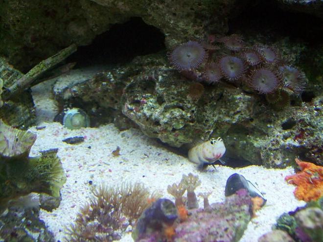 saltwater fish - cryptocentrus leptocephalus - pink spotted watchman goby stocking in 14 gallons tank - dobby the gobby