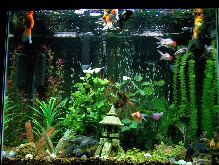 Rated #172: 56 Gallons Freshwater Fish Tank - I love my goldfish tank, they are funny little characters!  They beg for food all the time.