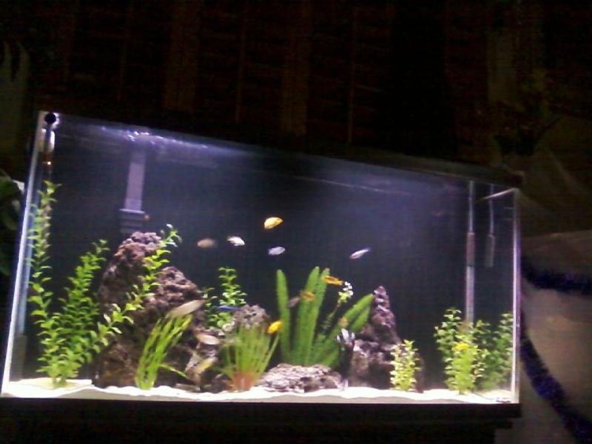 60 gallons freshwater fish tank (mostly fish and non-living decorations) - aquamania