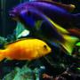 freshwater fish - labidochromis caeruleus - electric yellow cichlid stocking in 125 gallons tank - Electric Yellow and Acei