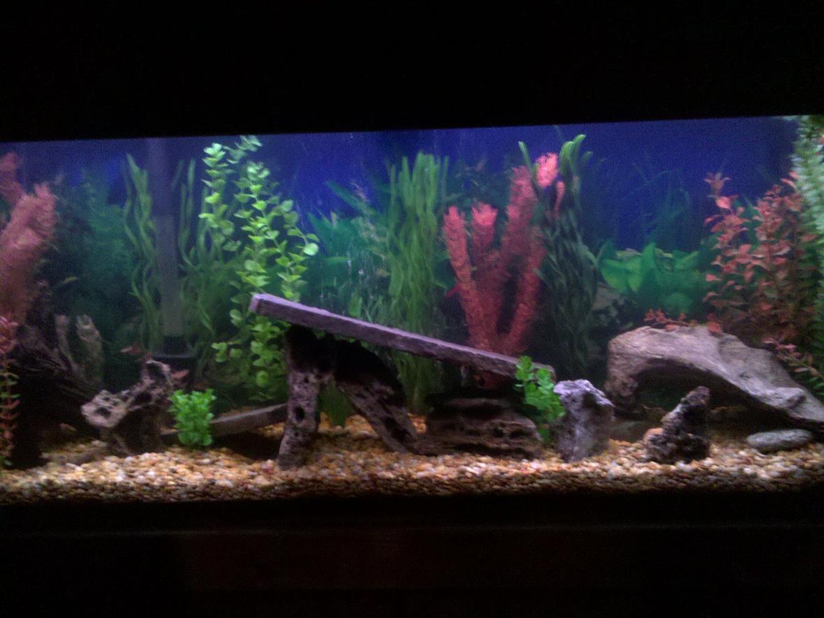 fish tank picture - 55g new set up