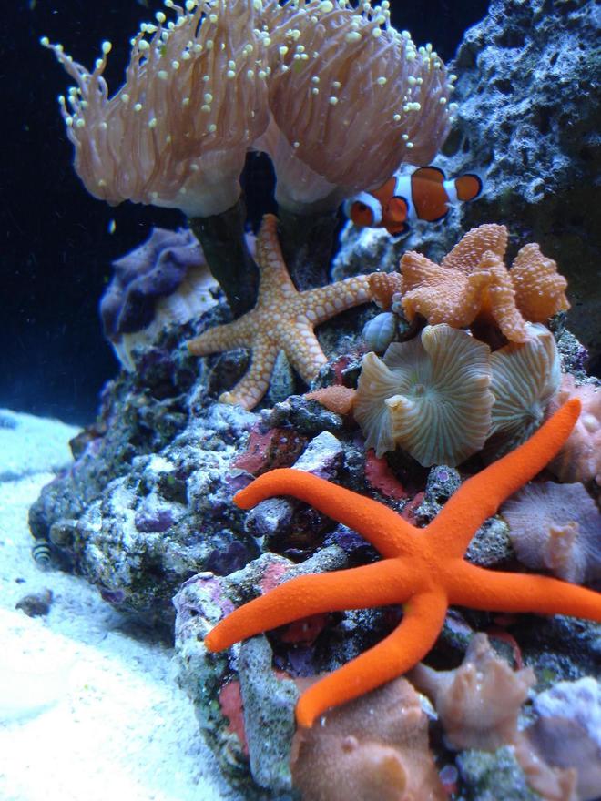 corals inverts - echunaster sp. - orange linckia starfish stocking in 65 gallons tank - ORANGE LINKIA STAR, PINK TILE STAR, SANDSIFTING STAR, BUMBLE BEE SNAIL, BLUE LEGGED HERMIT, FANTASTIC MUSHROOM ROCK, GREEN TIPPED PINK TORCH, DERASA CLAM, AND OCELLERUS CLOWN "JOE"