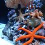 corals inverts - echunaster sp. - orange linckia starfish stocking in 65 gallons tank - ORANGE LINKIA STAR, PINK TILE STAR, SANDSIFTING STAR, BUMBLE BEE SNAIL, BLUE LEGGED HERMIT, FANTASTIC MUSHROOM ROCK, GREEN TIPPED PINK TORCH, DERASA CLAM, AND OCELLERUS CLOWN "JOE"