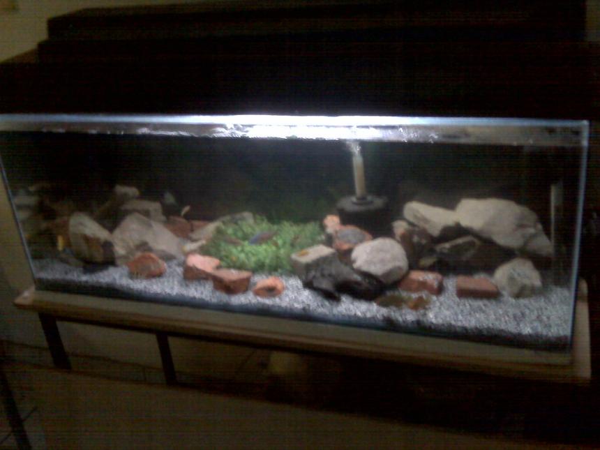 Rated #312: 55 Gallons Freshwater Fish Tank - almost done just a few more plants