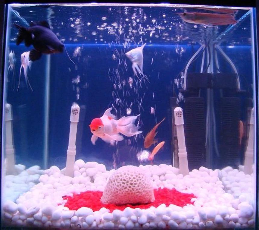 Rated #305: 34 Gallons Freshwater Fish Tank - 34 Gallon  Freshwater Tank