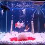 34 gallons freshwater fish tank (mostly fish and non-living decorations) - 34 Gallon Freshwater Tank
