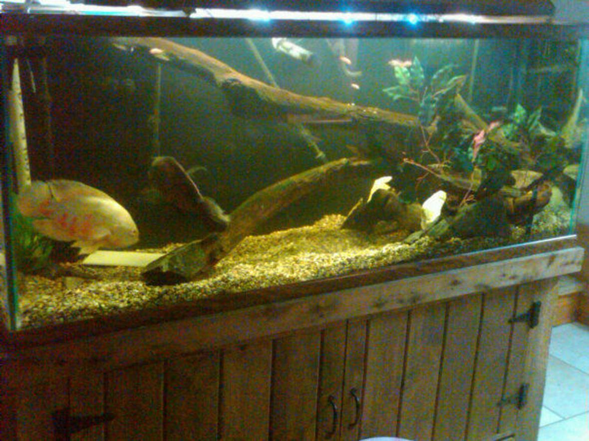120 gallons freshwater fish tank (mostly fish and non-living decorations) - 2 oscars 1 albino 1 tiger 1 Redtail cat