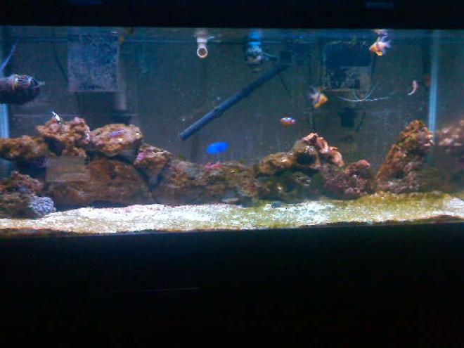 75 gallons saltwater fish tank (mostly fish, little/no live coral) - The Making