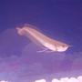 freshwater fish - osteoglossum bicirrhosum - silver arowana stocking in 34 gallons tank - Silver Arowana