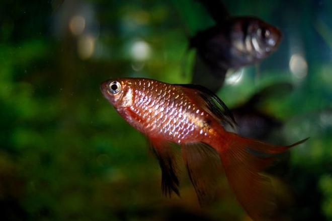 freshwater fish - puntius conchonius - rosy barb stocking in 55 gallons tank - Longfinned Rosy Barb
