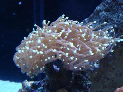 corals inverts - euphyllia glabrescens - torch coral stocking in 65 gallons tank - GREEN TIPPED PINK TORCH CORAL