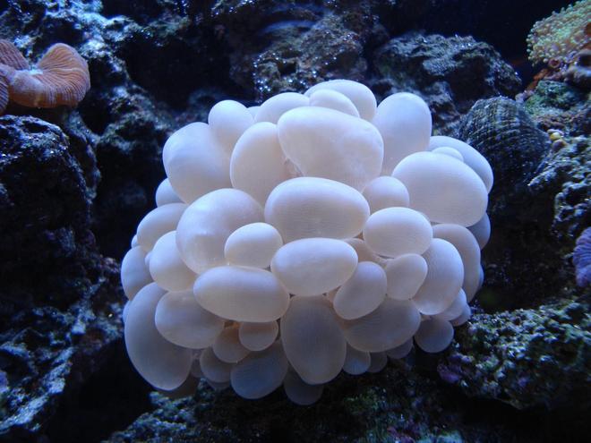 corals inverts - plerogyra sinuosa - bubble coral, white stocking in 65 gallons tank - WHITE BUBBLE CORAL