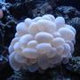 corals inverts - plerogyra sinuosa - bubble coral, white stocking in 65 gallons tank - WHITE BUBBLE CORAL