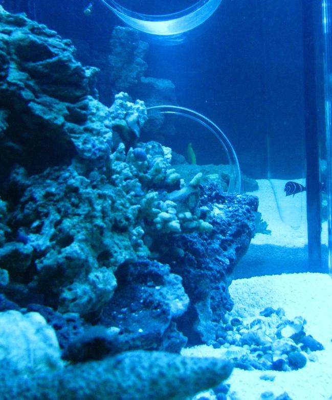 55 gallons saltwater fish tank (mostly fish, little/no live coral) - side view