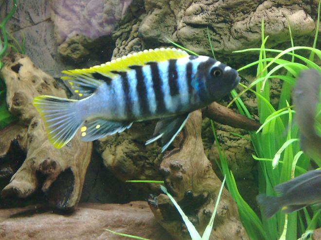freshwater fish - cynotilapia afra - afra cichlid stocking in 105 gallons tank - Cynotilapia afra red Top, likoma island