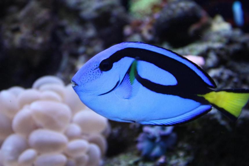 Rated #9: Saltwater Fish - Paracanthurus Hepatus - Blue Tang Stocking In 65 Gallons Tank - BLUE HIPPO TANG "HIPPIE"