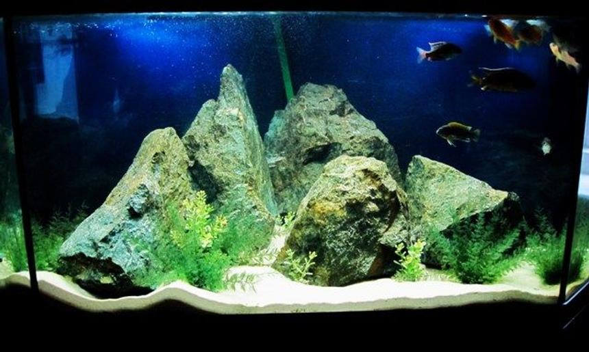 Rated #103: 55 Gallons Freshwater Fish Tank - Corner tank..