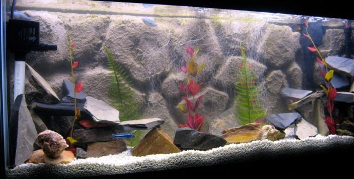 55 gallons freshwater fish tank (mostly fish and non-living decorations) - Jack Dempsey, Firemouth, Gouramis, Dinosaur Eel, African Cichlids, Tetra Whisper EX70 Power Filter, Dual 48" Flourecent lighting 20k blue/white bulb and standard aquarium bulb , Typical Heater. Assorted stone, Fake plants, DIY background. Powerhead to Undergravel filter.