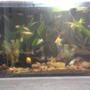 90 gallons planted tank (mostly live plants and fish) - it is 48 * 12 * 18 inches, wid 64 inhabitants in it.