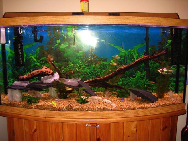 72 gallons planted tank (mostly live plants and fish) - Currently redoing tank.  Got rid of all unnatural decorations and in the process of designing a set up of all real rockswood etc.