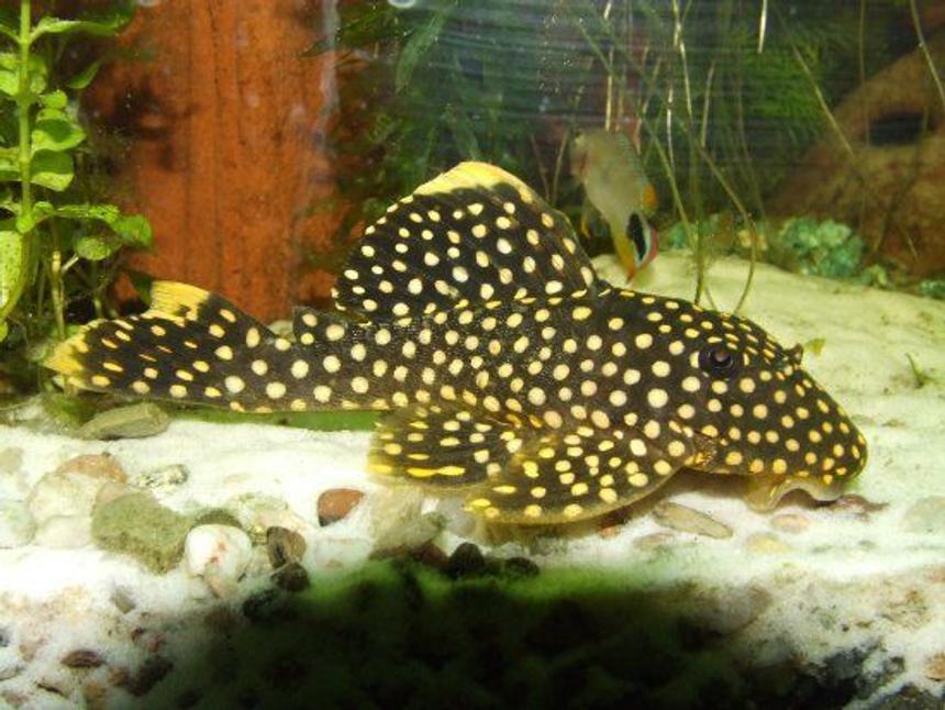 Rated #9: Freshwater Fish - Baryancistrus Sp. - Gold Nugget Pleco (l-18) Stocking In 47 Gallons Tank - My beloved baryancistrus