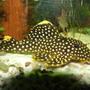 freshwater fish - baryancistrus sp. - gold nugget pleco (l-18) stocking in 47 gallons tank - My beloved baryancistrus