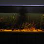 fish tank picture - again