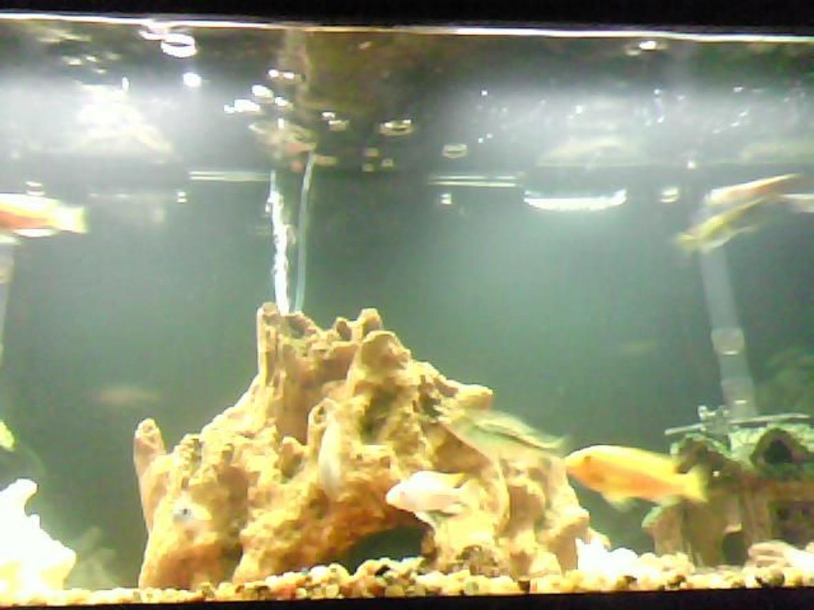 55 gallons freshwater fish tank (mostly fish and non-living decorations) - cichilds