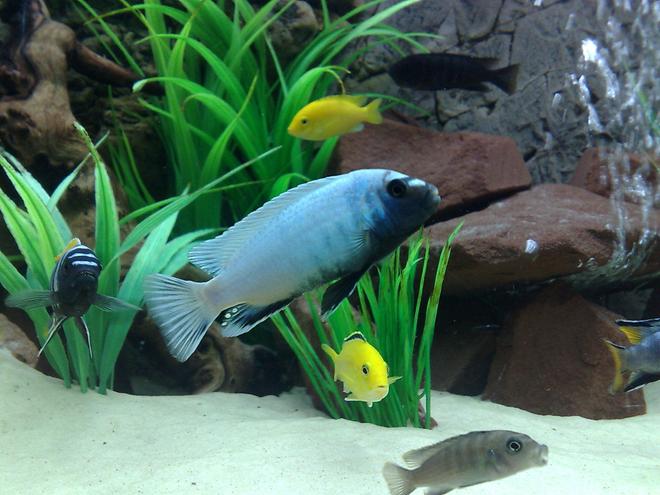 freshwater fish - pseudotropheus polit - polit cichlid stocking in 105 gallons tank - Pseudotropheus polit