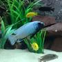 freshwater fish - pseudotropheus polit - polit cichlid stocking in 105 gallons tank - Pseudotropheus polit