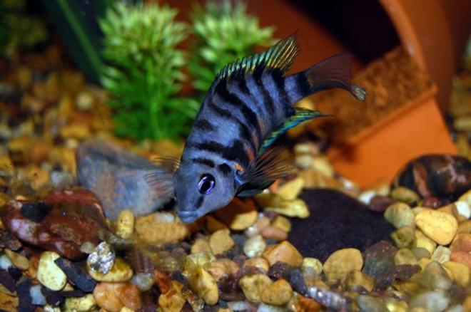 freshwater fish - archocentrus nigrofasciatus - black convict cichlid stocking in 55 gallons tank - Female Black Convict